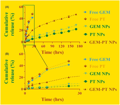 Figure 3. (A) Drug release profiles (GEM and PT) from the GEM NPs, PT NPs, and GEM-PT NPs against PBS containing 0.3% polysorbate 80%. (B) Enlarged figure of drug release profiles (GEM and PT) from the GEM NPs, PT NPs, and GEM-PT NPs.