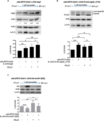 Figure 2. Regulation of transgene expression using ERT2-Gal4 and UAS transgenic lines to control autophagic flux. (a) Induction of Atg5 expression results in upregulation of autophagy. All larvae from crosses of ubb:ERT2-Gal4 and UAS:atg5 were treated with 1 µM tamoxifen from 8 h.p.f. to 96 h.p.f. Endogenous Atg5 expression is detected in larvae which do not carry the transgenes. A significant increase in expression of Atg5 is observed in double transgenic larvae (resulting from UAS-transgene expression) and this correlates with increased Lc3-II. NH4Cl treatment is used to block lysosome acidification and therefore block autophagic flux. The increase in Lc3-II observed in Atg5 expressing larvae with NH4Cl treatment reflects the accumulation of autophagosomes which cannot be degraded. (b) Induction of Atg4bC74A expression results in a block in autophagic flux. All larvae from crosses of ubb:ERT2-Gal4 and UAS:FLAG-atg4b_C74A were treated with 1 µM tamoxifen from 8 h.p.f. to 96 h.p.f. Expression of the FLAG-tagged Atg4bC74A transgene is observed in double transgenic larvae and this correlates with an increase Lc3-II. Lc3-II levels do not increase further in NH4Cl treatment conditions indicating that Atg4bC74A expression causes a block in autophagic flux. Nonspecific bands were observed above the FLAG band in all treatment groups and genotypes. (c) Induction of Bcl2l11[EE] expression results in a downregulation of autophagy. All larvae from crosses of ubb:ERT2-Gal4 and UAS:His-bcl2l11[EE] were treated with 1 µM tamoxifen from 8 h.p.f. to 96 h.p.f. Expression of His-tagged Bcl2l11[EE] is observed in double transgenic larvae and this correlates with a decrease in Lc3-II. Lc3-II levels increase in NH4Cl treatment conditions in both non-expressing and Bcl2l11[EE] expressing larvae as autophagosomes cannot be degraded. However, in Bcl2l11[EE] expressing larvae, Lc3-II levels remain significantly lower than non-transgenic siblings indicating a downregulation in autophagy. In all panels, graphs show mean values (± SEM) of densitometry of Lc3-II normalized to Actb (loading control) from >3 independent experiments. All graphs are normalized to the control (no transgene; no NH4Cl treatment) condition. Statistical analysis was performed using paired t-tests; ns – not significant; *p < 0.05; **p < 0.01; ***p < 0.001.