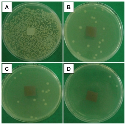 Figure 6 Comparison of inhibition zone test for Vibrio parahaemolyticus between PLA (A), Ag/PLA-NC content 8 (B), 16 (C), and 32 (D) wt% respectively.Abbreviations: PLA, poly (lactic acid); NC, nanocomposite.