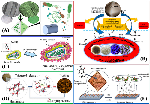 Figure 13 (A) Surface-Anchored MOFs-Cotton Material with antibacterial properties. Reprinted from Rubin HN, Neufeld BH, Reynolds MM. Surface-anchored metal–organic framework–cotton material for tunable antibacterial copper delivery. ACS Appl Mater Interfaces. 2018;10(17):15189–15199. Copyright (2018) American Chemical Society.Citation162 (B) The antibacterial mechanisms of Fe(III)-MOF towards different types of microorganisms, fungus, and yeast. Reprinted from Sheta SM, Salem SR, El‑Sheikh SM. A novel Iron (III)‑based MOF: synthesis, characterization, biological, and antimicrobial activity study. J Mater Res. 2022;37(14):2357–2367. Creative Commons.Citation163 (C) Synthesis of a mesoporous MIL-100(Fe) bacteria exoskeleton Reprinted from Permyakova A, Kakar A, Bachir J, et al. In Situ Synthesis of a Mesoporous MIL-100(Fe) Bacteria Exoskeleton. ACS Materials Lett. 2023;5(1):79–84. Copyright (2023) American Chemical Society.Citation139 (D) Smart MIL-88B(Fe) coating as a host matrix for the antibiofilm compound. Reprinted from Claes B, Boudewijns T, Muchez L, et al. Smart metal–organic framework coatings: triggered antibiofilm compound release. ACS Appl Mater Interfaces. 2017;9(5):4440–4449. Copyright (2017) American Chemical Society.Citation165 (E) Antibacterial properties of Carvacrol encapsulated in MIL-100 (Fe) nanoparticles. Reprinted from Caamaño K, Heras-Mozos R, Calbo J, et al. Exploiting the Redox Activity of MIL-100(Fe) Carrier Enables Prolonged Carvacrol Antimicrobial Activity. ACS Appl Mater Interfaces. 2022;14:10758–10768. Creative Commons.Citation166