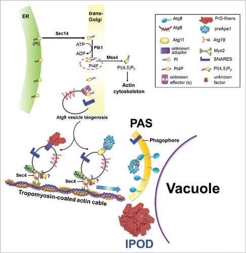 FIGURE 1. Model for an involvement of vesicular transport proteins in the recruitment of PrD-GFP aggregates and preApe1 to the IPOD and PAS respectively. For details, please see text.
