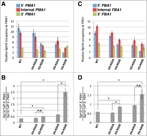 Figure 2. Effects of charge reversal mutations at H3-R53 and H3-K64 on Spt16 occupancy across PMA1 and FBA1. (A, B) The effects of the indicated histone mutants on Spt16 occupancy across PMA1 are shown as described in Figure 1. Note that the data for the H3-R53A and H3-K64A mutants come from the same experiments that generated the data presented in Figure 1 and are provided here to facilitate comparison with the effects conferred by the H3-R53E and H3-K64E mutants. Data are presented as mean ± S.E.M. from at least three independent samples. Statistically significant shifts in Spt16 occupancy towards the 3’ region of PMA1 were determined using a Student's t-test (P<0.05) and are indicated with asterisks (n.s., not significant). Strains used for these experiments were yADP75, yADP110, yADP114, yADP119, and yADP120. (C, D) Data are presented as those shown in (A) and (B), but reflecting the effects of the different histone mutants on Spt16 occupancy across FBA1 instead of PMA1.