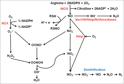 Figure 1. Interplay between reactive oxygen and reactive nitrogen species. The host enzyme NADPH oxidase (NOX) generates superoxide (O2•−) from O2. Aerobic metabolism within the pathogen inevitably results in side reactions in which successive one electron reductions of O2 yields the reactive oxygen species, O2•−, hydrogen peroxide (H2O2) and the hydroxyl radical (•OH). Nitric oxide (NO) is generated by the action of host inducible nitric oxide synthase (iNOS) (and by some bacteria that possess nitric oxide synthase). Nitric oxide is a reactive free radical and is a source of reactive nitrogen species such as nitroxyl (NO−), nitrosonium (NO+), and peroxynitrite (ONOO−), which is formed by reaction of NO with O2•−, or NO− and O2, and peroxynitrous acid (OONOH). Nitric oxide reacts with thiol groups to modify activity by the formation of S-nitrosylated proteins (RSNO). Nitric oxide can be detoxified by the flavohemoglobin Hmp by conversion to nitrate (NO3−) in the presence of O2. Some bacteria are capable of denitrification in which NO3− is converted to nitrogen gas (N2) via NO as an intermediate. In the absence of O2, the major detoxification mechanism in E. coli is the anaerobic NO reductase NorVW (O2-sensitive flavorubredoxin) that converts 2NO to N2O (nitrous oxide) and water. A similar reaction can be catalyzed by Hmp and NrfA in the absence of O2. Some terminal oxidases can also reduce NO to N2O, or by reaction of ferryl heme (FeCitation4+ = O2−) with NO generate NO2−.