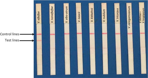 Fig. 1 (Colour online) The RPA assay did not cross-react with any of the other Verticillium species.
