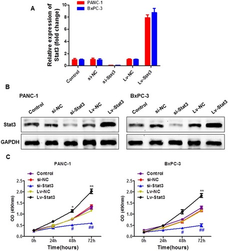 Figure 3 The overexpression of Stat3 promotes proliferation of pancreatic cancer cells. (A) The mRNA and (B) protein expression of Stat3 were detected with qRT-PCR and Western blotting, respectively. (C) The proliferation of cells was detected with MTT assay.