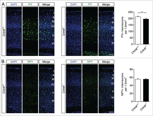 Figure 6. Parvalbumin- and NPY-positive interneuron numbers in the cortex of Cntn6-deficient mice. (A) Representative images of PV+ interneurons (green) across the visual cortex of adult wild-type and Cntn6−/− mice. DAPI is in blue. Quantification of PV+ cells showed a significant decrease in Cntn6−/− mice. (B) NPY+ interneurons (green) were stained in the visual cortex, with DAPI in blue. Quantifications of NPY+ cells revealed no difference between wild-type and Cntn6−/− mice. The scale bars represent 100 μm. Analysis was performed on at least two sections per brain from wild-type and Cntn6−/− adult mice (n = 7 for PV+ quantifications and n = 5 for NPY+ quantifications per genotype) using unpaired Student's t test and one-way ANOVA. Data are presented as mean ±SEM. *, p < 0.05.