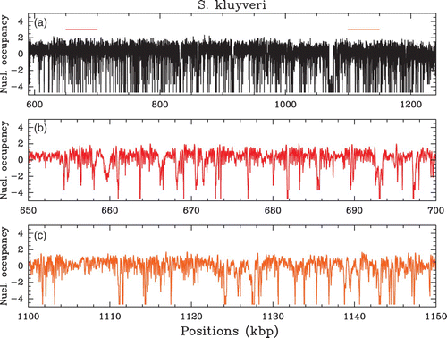 Figure 3. (a) In vivo nucleosome occupancy profile δ Y(s) (see Figure 1) along a 650 kbp fragment of chromosome C of S. kluyveri. MNase-seq data of Tsankov et al. Citation(2010). (b) (resp. (c)), zoom on the 50 kbp region indicated in (a) by the red (resp. orange) colored segment, that corresponds to a high (resp. low) (G+C) content region, namely 52% (resp. 40%) as compared to the mean genome value (G+ C);=40%.