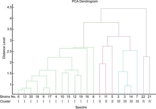 Figure 2 MALDI-TOF MS dendrograms for 22 isolates. Using PCA cluster analysis to construct a dendrogram, MALDI-TOF MS generated four clusters (types I, II, III, and IV) with a cut-off value of 3.