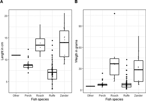 Figure 2. Species of fish, their length (A) and weight (B) (NFISH = 348) eaten by Goosander (NBIRDS = 23) wintering in Poland in 2010–2018. Black dots – outliers; grey dots – all data; line – median; whiskers – the highest and lowest values; box – interquartile range. See raw data for more details: S2_Goosander_stomach_analysis.csv at Marchowski, Dominik (Citation2021), “Goosander_vs_Fishermen”, Mendeley Data, V1, doi: 10.17632/fc2kscztmv.1.