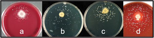Figure 2. Dependent isolates growing in small colonies around the spotted helper mix. Dependent strains were spread on the entire plate and helper/helper mix was spotted. The dependent strains were identified as (a) Eubacterium yurii, (b) Prevotella oulorum, (c) Prevotella tannerae and (d) Porphyromonas pasteri.