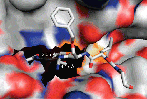 Figure 6.  Crystal structure of the complex between cathepsin S and morpholinocarbonyl-leucyl-O-benzylserine nitrile. The thioimidate nitrogen is in hydrogen bond distance to the side chain nitrogen of Gln 19 and the main chain nitrogen of Cys 25. PDB entry 1MS6Citation37, image prepared with PyMOLCitation29.