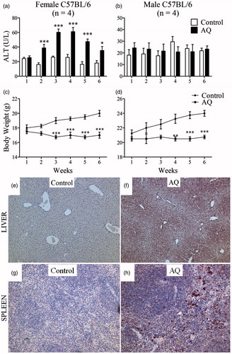 Figure 1. Treatment of C57BL/6 mice with AQ results in mild liver injury. (a) Serum ALT in female or (b) male mice treated with AQ for up to 6 weeks. (c, d) Body weight of mice in (a) and (b). (e) Covalent binding of AQ in liver of a control female C57BL/6 mouse or (f) treated with AQ for 3 weeks. (g, h) Covalent binding in spleens of the same mice (20× magnification). For covalent binding studies, figures are representative of four animals/group. Values shown are mean ± SE. Analyzed for statistical significance by two-way ANOVA; p values < 0.05 were considered significant (*p < 0.05; **p < 0.01; ***p < 0.001).