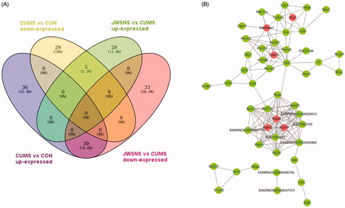 Figure 6. (A) Venn map of differentially expressed proteins co-regulated by JWSNS and CUMS; (B) Protein–Protein Interaction Network (PPI) of co-regulated DEPs.