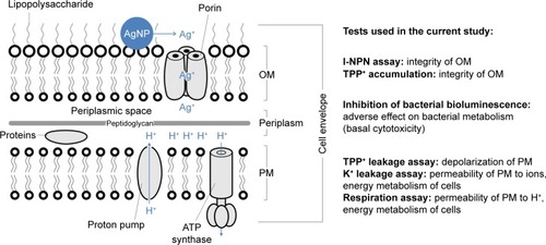 Figure 1 Effects of AgNP on gram negative bacterial envelope.Notes: Schematic structure of cell envelope of gram-negative bacteria and possible localization and transport mechanisms of Ag ions and AgNP (left). Summary of the assays used in the current study and addressing the effects of studied compounds on cell envelope in general, bacterial OM or PM (right).Abbreviations: AgNP, silver nanoparticles; OM, outer membrane; PM, plasma membrane; 1-NPN, 1-N-phenylnaphthylamine; TPP+, tetraphenylphosphonium.