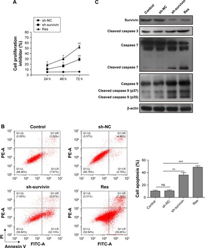 Figure 3 Survivin knockdown promoted A431 cell apoptosis through regulation of caspases.Notes: (A) Cell viability was measured by MTT assay in A431 cells transfected with survivin-sh2 and shRNA-NC or treated with Res. (B) Cell apoptosis was detected using flow cytometry of Annexin V-FITC/PI staining. Lower left quadrant, viable cells (Annexin V-FITC and PI negative); lower right quadrant, early apoptotic cells (Annexin V-FITC positive and PI negative); upper right quadrant, late apoptosis/necrosis cells (Annexin V-FITC and PI positive). The percentage of early and late apoptotic cells was shown in the lower right and upper right panels, respectively. (C) Western blot analysis of survivin and apoptosis-related caspases (caspases 3/7/9) in control cells, transfected with shRNA-NC, survivin-shRNA, or treated with Res. All experiments were performed at least three times. All data are expressed as mean ± SD. *P<0.05, **P<0.01 and ***P<0.001.Abbreviations: Res, resveratrol; ns, not significantly different.