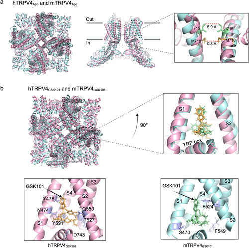 Figure 8. Comparison between hTRPV4 and mTRPV4 channels. a, schematic representation of the apo structure of human (pink ribbons) and mouse (cyan ribbons) TRPV4 channels along with a close-up of the pore domain with the identified intracellular gate residues at I715 (human, green sticks) or M718 (mouse, orange sticks) and its cross-pore distances. b, TRPV4 channel structure in the open state in complex with the agonist GSK1016790A. A zoom-in of the ligand binding pocket between the S1–S4 and the TRP box (human, pink ribbons; mouse, cyan ribbons) is shown. The key amino acid residues and the agonist structure are shown in purple sticks. PDB: 8J1D, 8FC9, 8J1F, and 8FC8 (resolutions are 3.59 Å, 3.75 Å, 3.62 Å and 3.47 Å, respectively) [Citation53,Citation127]. Created with PyMOL and BioRender.com.