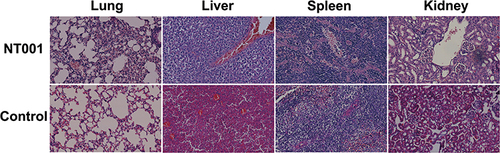 Figure 1 Hematoxylin and eosin-stained histologic sections of rat lung, liver, spleen, and kidney.