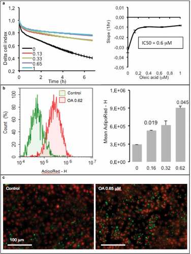 Figure 7. Dose-response of hepatocytes AML12 to oleic acid (OA) after 24 h. (a) Real-time analysis of OA uptake by enterocytes AML12 (left panel) and corresponding slopes and IC50 (right panel). Data are presented as mean values ± SEM (8 replicates). (b) OA-induced TG accumulation monitored by cytometry analysis of AdipoRed fluorescence. Mean AdipoRed-H was analyzed on living cell populations in duplicates (right panel). (c) Merged images of AdipoRed (green) and Hoechst 33258 (red) acquired with identical parameters with objective x20. Significant Student t-test-p-values are reported for p < 0.05, compared to control.