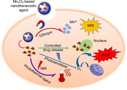 Figure 3 The mechanism of Mn3O4-based nanotheranostic agents for imaging-guided chemotherapy/PDT/PTT and tumor MR imaging.Abbreviations: NIR, near-infrared; ROS, reactive oxygen species; PDT, photodynamic therapy.