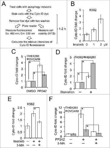 Figure 3. The Cyto-ID assay quantitatively measured the size of autophagic compartments. (A) A schematic outline of the Cyto-ID-based fluorescence spectrophotometric assay. (B) Imatinib-induced autophagy. K562 cells were treated with 1 or 2 μM imatinib for 16 h. (C) PP242-induced autophagy. HEK293 and OVCAR8 cells were treated with PP242 at 2 or 5 μM overnight, respectively. (D) Starvation-induced autophagy. K562 or HEK293 cells were incubated in Earle's Balanced Salt Solution for 30 min or 12 h, respectively. (E) Imatinib-induced autophagy affected by 3-MA. K562 cells were treated with 2 μM imatinib in the absence or presence of 10 mM 3-MA for 4 h. (F) PP242-induced autophagy affected by 3-MA. HEK293 or OVCAR8 cells were treated with 4 or 10 μM PP242, respectively, in the absence or presence of 10 mM 3-MA for 4 h. All experiments were repeated 3 times and error bars depict means ± s.d.; * P < 0.05.