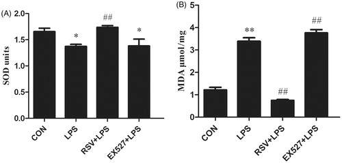 Figure 5. Detection of SOD activity and MDA content in INS-1 cells by activating or inhibiting SIRT1. Values are means ± SD of more than three individual experiments. * p < .05, ** p < .01 vs. control group. # p < .01 vs. LPS group.
