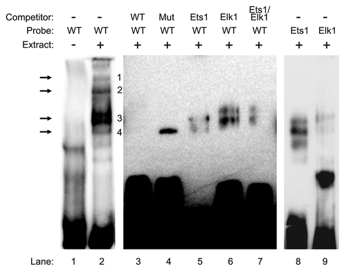 Figure 4. In vitro binding of Ets1 and Elk1 to the proximal promoter region of the CIP2A gene. Electrophoretic mobility shift assay (EMSA) was performed with nuclear extracts (9 µg) ECC-1 cells that were incubated with the wild type (WT) probe (-138 to -107) from human CIP2A gene as described in Materials and Methods. In competition experiments, a 100-fold molar excess of the designated probes were utilized to demonstrate the specificity of each binding reaction. Arrows indicate the formation of specific protein–DNA complexes. The experiment was repeated twice with similar results.