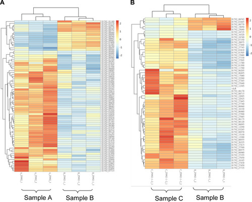 Figure 4 Heat map of hierarchical clustering in differentially expressed genes in the groups. (A): E coli ATCC 25922 (sample A) and E. coli ATCC 25922-R (sample B); (B): E coli ATCC 25922-R (sample B) and E. coli ATCC 25922-R grown with 2 mg/L colistin (sample C). Blue represents down-regulated expression and red represents up-regulated expression, respectively, relative to that of the reference culture.
