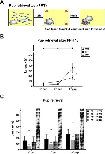 Figure 2. PLCβ1-KO dams could not finish pup retrieval task after PPH 18. (A) Pup retrieval test (PRT) method. (B) Pup retrieval by wild-type (WT, circle), heterozygous (HT, square) and KO (triangle) dams after PPH 18. (C) Pup retrieval by WT (plain) and KO (hatched) dams during the period within PPH 12 (PPH12, dark) and after PPH 18 (PPH18, light). All values are Mean ± SEM. *p < 0.05; ns indicates ‘not significant’.