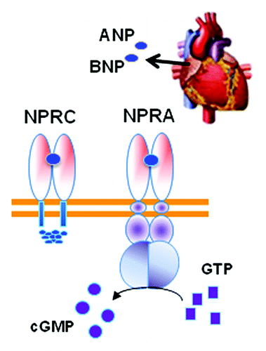 Figure 2. The cardiac hormones ANP and BNP released from the heart atria bind to the receptor NPRA to activate the intracellular guanylyl cyclase domain for the receptor to convert GTP to cGMP. Adipocytes also express NPRC that mainly removes NPs from circulation. The relative ratio of NPRA to NPRC is an important determinant of signal transduction.