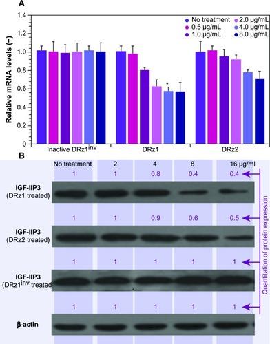 Figure 1 Effect of DRz concentration on the expression of IGF-IIP3 in SMMC-7721 cells.