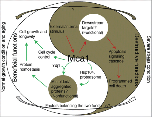 Figure 1. The Yin and Yang of the yeast Mca1. The yeast Mca1 induces PCD under certain conditions (dark-half), probably by targeting unknown functional components crucial for cell survival (bright-island). It also plays a beneficial role in cell cycle control and by potentially removing nonfunctional misfolded proteins (dark-island), helps cells to maintain protein homeostasis to ensure cell growth and longevity together with chaperones and proteasomes (bright-half).