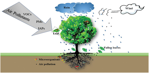 Figure 4. Schematic diagram of air pollutants entering soil and rhizosphere.