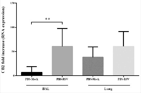 Figure 1. The Effect of RSV infection on CB2 receptors expression. Relative expression of CB2 receptor was evaluated in BAL and lung of mice, 5 day after primary RSV or mock infection, using specific primers targeting the CB2 genes, and normalized to those of the housekeeping gene (β-actin). Results represent the mean ±SEM of 6 animals for each group. (##p < 0.007).