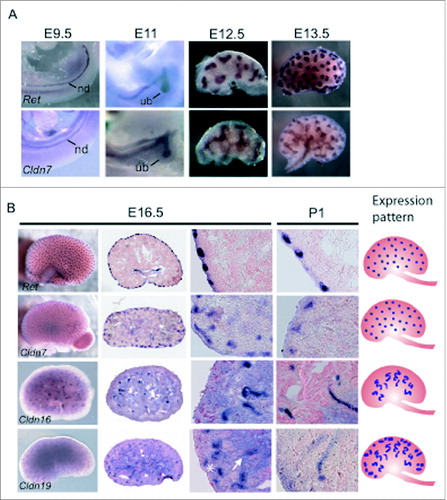 Figure 2. Spatial Expression Analysis of Cldn7, Cldn16, and Cldn19 mRNA Transcripts during Mouse Kidney Development. (A-B) Whole mount in situ hybridization was performed on whole embryos at embryonic day (E) 9.5 and E11.0, and on whole kidneys at E12.5, E13.5, E16.5, and P1 for Cldn7, Cldn16, Cldn19, and Ret. E16.5 and P1 kidneys were cryosectioned at 15 μm thickness and counterstained with eosin. Cldn7 expression is observed in the nephric duct (nd) at E9.5 and in the ureteric bud (ub) at E11.0. At E11.0, E12.5, E13.5 and E16.5 Cldn7 is seen in the ureteric bud trunks and the tips. At P1, Cldn7 is detected mostly in ureteric bud tips, similar to Ret expression at the same stage. Cldn16 and Cldn19 transcripts are first detected at E16.5. Cldn16 is predominantly expressed in late tubular structures, while Cldn19 is expressed in both early and late tubular structures that will eventually become the Loop of Henle. On the far right schematic patterns are shown indicating a ureteric bud tip pattern (Cldn7 and Ret), a late tubule pattern (Cldn16), and a combined early and late tubule pattern (Cldn19) as described.Citation23