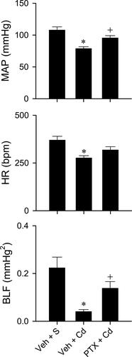 Figure 4 Pentoxifylline attenuates cadmium-induced cardiovascular depression. Changes in MAP, HR, or BLF 240 min after intravenous administration of cadmium (Cd; 4mg/kg) or saline in animals that received pretreatment with an anti-inflammatory drug, pentoxifylline (PTX; 50 mg/kg, i.p.) or vehicle (Veh; sterile water). Values are mean ± SEM, n = 6 animals per experimental group. *P < 0.05 vs vehicle + saline (Veh + S) group in the Dunnett multiple-range test, + P < 0.05 vs vehicle + cadmium (Veh + Cd) group in the Tukey’s test.