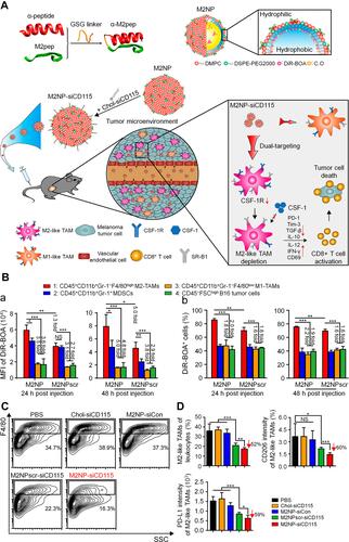 Figure 4 Targeted elimination of M2-type TAMs by M2NPs for the treatment of melanoma. (A) Schematic illustration of the synthesis and mechanism of M2NPs. (B) a. MFI of DiR-BOA in different cells after intravenous injection. b. Proportions of different cells that phagocytized M2NPs or M2NPscrs (M2NPscrambles) after intravenous injection. (C) Representative flow cytometry analysis of M2-type TAMs in the tumor of B16 tumor-bearing mice, siCon: control siRNA. (D) Proportion of M2-type TAMs in tumor-infiltrating leukocytes and expression of CD206 and PD-L1 in M2-type TAMs in mice receiving different treatments. *P < 0.05, **P < 0.01, ***P < 0.001. Reproduced from Qian Y, Qiao S, Dai YF, et al. Molecular-targeted immunotherapeutic strategy for melanoma via dual-targeting nanoparticles delivering small interfering RNA to tumor-associated macrophages. ACS Nano. 2017;11(9):9536–9549.100 Copyright 2017, American Chemical Society.