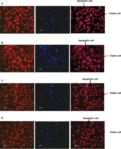 Figure 7 Fluorescent microscope images showing antiapoptotic effect of human angiopoietin-1 and human VEGF on HUVECs at day 14. Bar, 50 μm. It was observed that on day 14, the proteins coencapsulated in the nanoparticles significantly decreased HUVEC apoptosis compared with the control, as well as the individual proteins. Human vascular endothelial cells were seeded onto a 96-well plate at a cell density of 2 × 104 cells per well. The medium was then replaced with 0.1 mL of A) nanoparticle supernatant, B) nanoparticle supernatant with excess human VEGF antibody, C) nanoparticle supernatant with excess human angiopoietin-1 antibody and incubated for 96 hours. D) Control cultures received the same amount of serum-free media without addition of human VEGF and human angiopoietin-1 proteins. The numbers of cells floating in each well were collected after phosphate-buffered saline washing and counted. The number of apoptotic cells in the adherent cells was then determined after 96 hours using the MitoTracker® Red CMXRos kit and DAPI nucleic acid staining and counted using fluorescence microscopy.Abbreviations: HUVECs, human vascular endothelial cells; VEGF vascular endothelial growth factor.