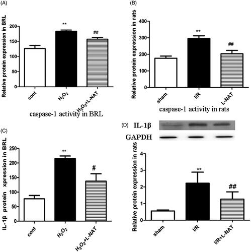 Figure 4. Changes of Caspase-1 viability and IL-1β expression in vitro and in vivo. (A) Relative Caspase-1 viability in BRL cells. (n = 3). (B) Relative Caspase-1 viability in rat liver tissues. (n = 3). Data are mean ± SD; **p < 0.01, *p < 0.05 compared with the related CON group or sham group, ##p < 0.01, #p < 0.05 compared with related H2O2 group or I/R group. (C) Relative protein levels of IL-1β in BRL cells detected using ELISA (n = 3). (D) Western blot analysis of IL-1β protein expression in rat liver tissues (n = 3).