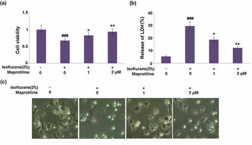 Figure 2. Maprotiline ameliorated Isoflurane-induced reduction of cell viability and release of LDH in BV2 microglial cells. Cells were stimulated with 2% Isoflurane with or without Maprotiline (1, 2 μM) for 24 hours. (a). Cell viability; (b). Release of LDH; (c). Cell morphology of BV2 microglial cells (###, P < 0.005 vs. vehicle group; *, **, P < 0.05, 0.01 vs. Isoflurane group)