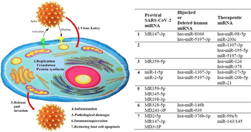 Figure 1. Some important miRNAs in SARS-CoV-2 life cycle and pathogenesis