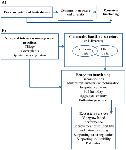 Figure 1. (A) The response-and-effect framework representing the communities responses to biotic and abiotic drivers and their effects on ecosystem functioning and ecosystem services (Lavorel and Garnier Citation2002; Suding et al. Citation2008). (B) Adaptation of the above framework to the effects of different inter-row soil management in the vineyards (such as tillage, cover plants and spontaneous vegetation) to species traits and their effects on different ecosystem processes and ecosystem services.