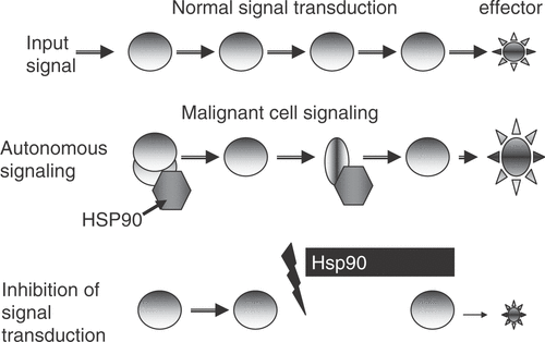Figure 2. Hsp90 inhibitors can preferentially reduce growth signaling in malignant cells. In normal cells, growth requires input from receptors coupled to extracellular signaling molecules. Input signals are amplified by coupled signaling enzymes Display full size, leading to a powerful effector signal Display full size. Arrows indicate that each intermediate in the cascade regulates the next. In malignant cells, signaling becomes autonomous. Autonomy can be induced by overexpression of signaling enzymes Display full size, or their mutation Display full size. Overexpressed or mutant signaling molecules require binding to Hsp90 Display full size to deter aggregation. Hsp90 inhibitors lead to degradation of Hsp 90 client signaling enzymes and loss of autonomous growth.