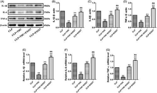 Figure 5. EX527 blunted THC induced amelioration of inflammatory response in renal tissues in septic mice. (A) Representative blots. (B) IL-1β expression. (C) IL-6 expression. (D) TNF-α expression. (E) Relative IL-1β mRNA level. (F) Relative IL-6 mRNA level. (G) Relative TNF-α mRNA level. Data were presented as the mean ± SEM (n = 6 in each group). **p< .01 vs. the CLP group, ^^p< .01 vs. the CLP + THC group, &&p< .01 vs. the CLP + THC + EX527 group.