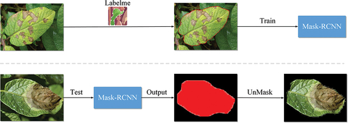 Figure 4. The experimental process of using Mask-RCNN to segment plant diseased leaves.