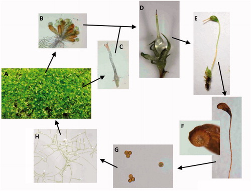 Figure 1. Life cycle of a moss, which serves to illustrate the generalized life cycle of bryophytes. (A) Green, leafy gametophyte that produces (B) antheridia and (C) archegonia. (D) Sperm from the antheridia fertilize eggs in archegonia to produce the young sporophyte, which is initially completely surrounded by tissues of the maternal gametophyte that later form the calyptra. The maturing sporophyte (E) consist of the foot, seta, and capsule. At the base, the foot is embedded in the gametophyte where it acquires water and nutrients from the maternal plant. The calyptra and operculum dislodge revealing peristome teeth (F). Haploid spores (G) germinate and form protonema (H), which in turn produce the leafy gametophytes.
