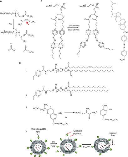 Figure 6. Schematic diagrams of light-mediated chemical reactions in radiation-sensitive lipids. (A) Photo-oxidation of lipids containing vinyl ether linkages by reactive oxygen species generated by a series of photo sensitizers (Adapted from Thompson et al., BBA, Citation1996). (B) Photo isomerization of azobenzene groups undergo wavelength-specific manner radiation leading to cis-trans conformational changes. (Adapted from Morgan et al., FEBS Letters, Citation1995 and Liu et al., BBA, Citation2005). The structrue of photoisomerizable cholesterol is also shown on the right (adapted from Liu et al, Citation2005). (C) Photo cleavable lipids (i–iii); the structure of representative lipids that are subject to cleavage upon light treatment. (iv) The photocleaved breakdown products lead to destabilization of liposome membrane. (D) (i) Chemical structure of a photo-polymerizable phospholipid DC8,9PC. (ii) A cartoon depicting photo-crosslinking of DC8,9PC upon UV treatment. (Adapted from Singh A & Gaber BP, Citation1988).