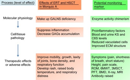 Figure 5 Physiological effects of ERT or HSCT and potential monitoring markers in Morquio A.