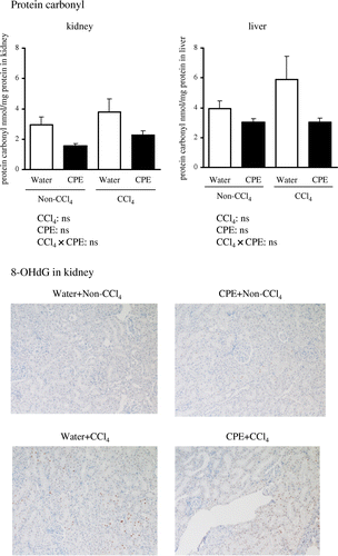 Fig. 2. Hepato-renal protein carbonyl content and renal immunohistochemical staining for 8-OHdG in rats administered CPE (500 mg/kg body weight) for 7 days and i.p. injection of CCl4 (1200 mg/kg body weight) 2 h before sacrifice.Notes: Protein carbonyl levels were measured using a commercial kit (Cayman Chemical). 8-OHdG was determined by immunoassay. Data points represent the mean ± SEM.