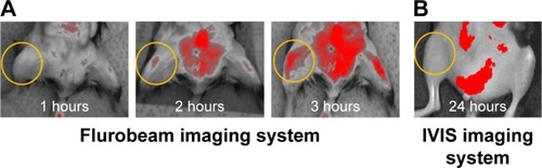 Figure 7 Tracing of fluorescent targeted-nanosomes in vivo.Notes: Time course of fluorescence images were shown in normal mouse after systemic injection of fluorescent MabCII nanosomes using near infrared imaging system at 1, 2, and 3 hours by Fluobeam (A) and at 24 hours by IVIS scanning (B).Abbreviation: MabCII, monoclonal anti-type II collagen antibodies.