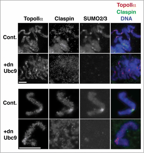 Figure 5. The centromeric localization of Claspin is regulated by mitotic SUMOylation. Mitotic chromosomes prepared from XEEs were subjected to immunofluorescence staining with the indicated antibodies. The right panels are merged images of TopoIIα in red, Claspin in green and DNA in blue. Upper panels) A group of chromosomes. Lower panels) A single pair of sister chromatids. Bars indicate 10 μm.